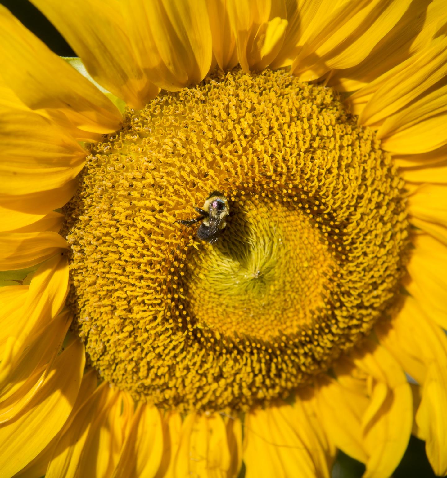 Bumblebee on Sunflower