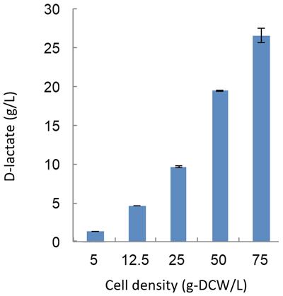 図２. 遺伝子改変型ラン藻のD-乳酸生産量