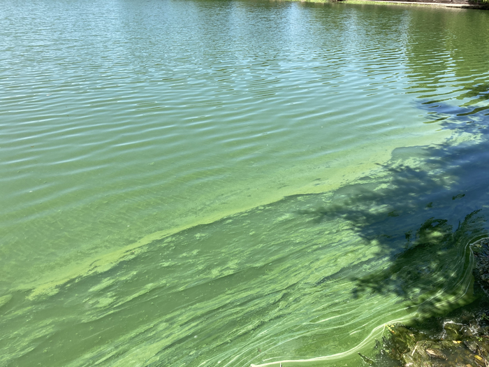 Summer Microcystis