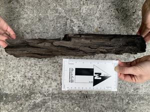 Wood sample found at excavation site