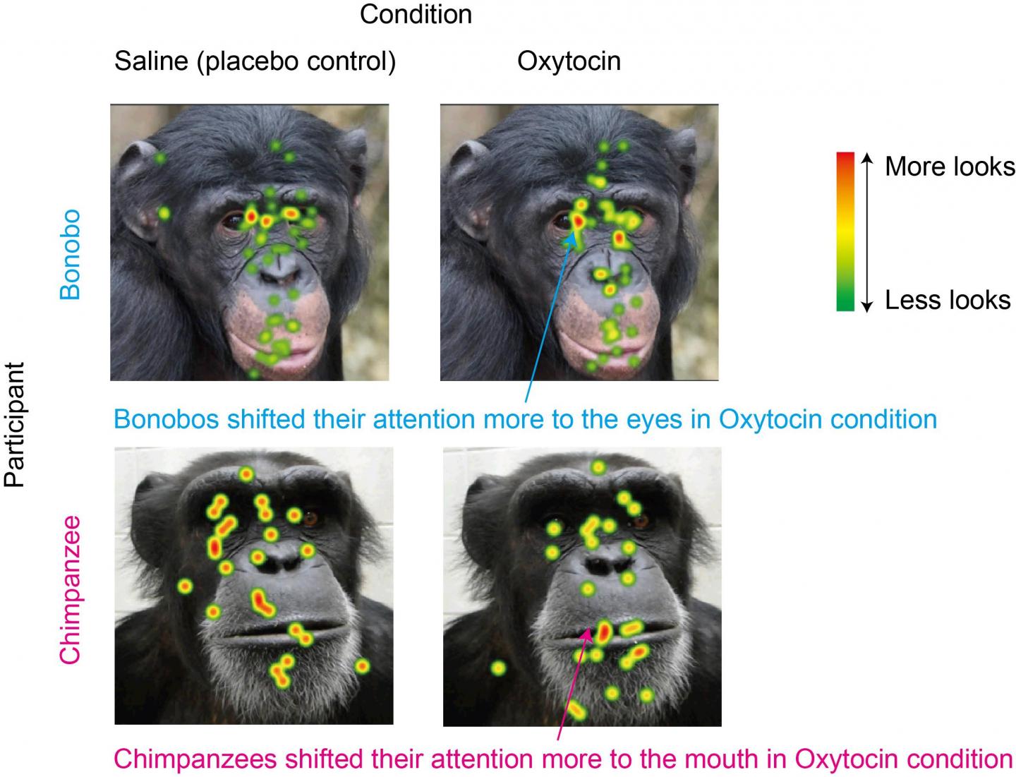 bonobos vs chimps