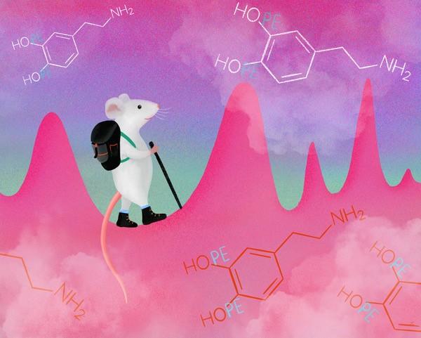 Spontaneous dopamine pulses