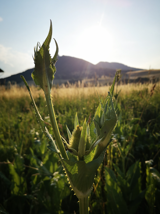 The teasel Dipsacus