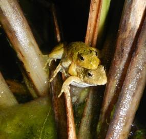 Blanchard's Cricket Frogs