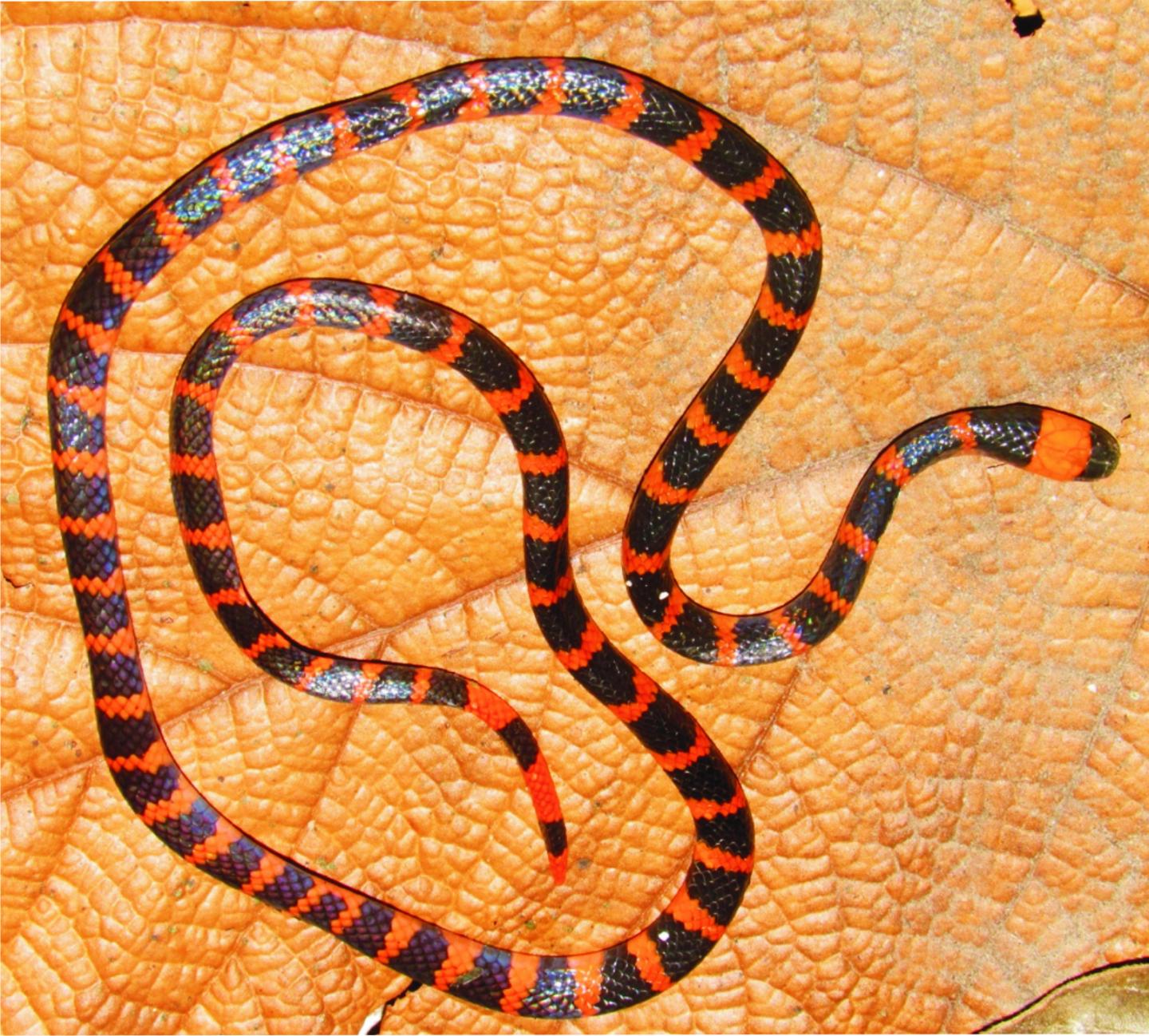 The Coral Snake <i>Micrurus mipartitus</i>