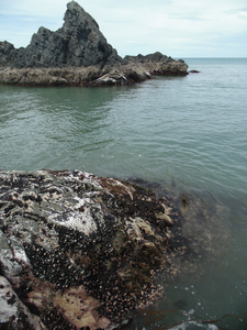 The raised ‘bench’ above the waterline at Rarangi