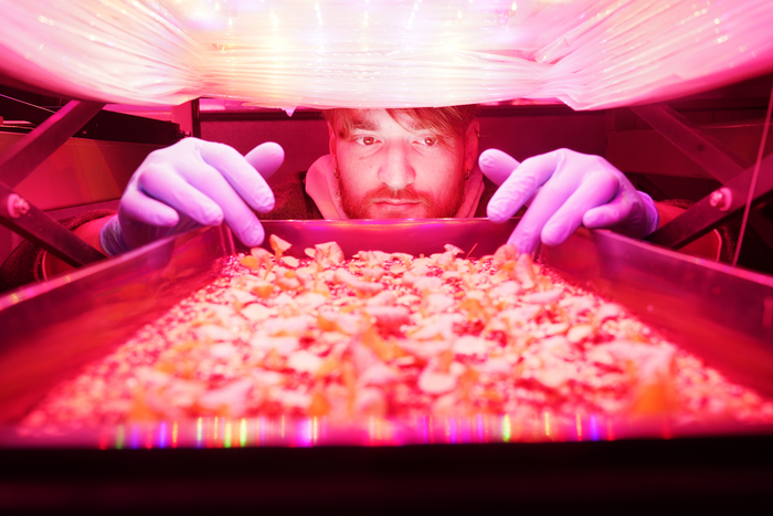 Lettuce plants grown under close canopy LED lighting