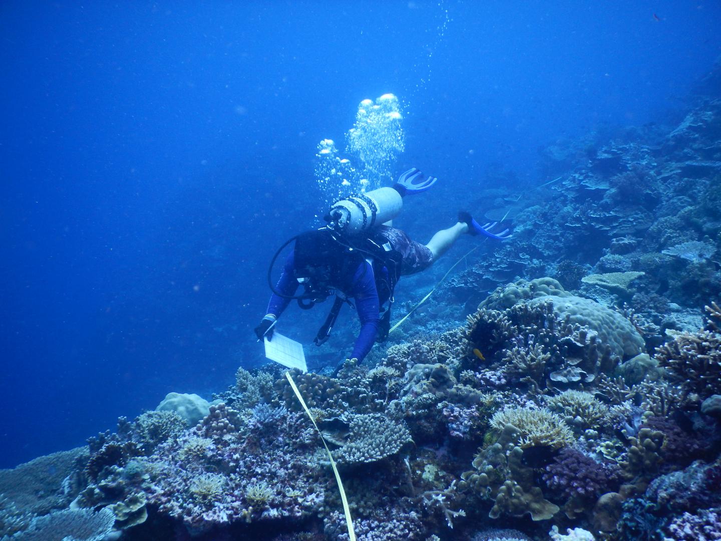 A Researcher Conducts a Coral Survey