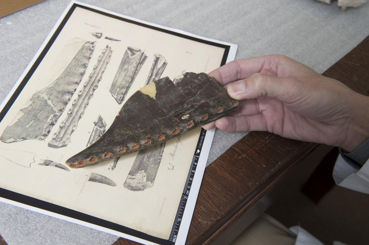 Texas Pterosaur with An English Cousin