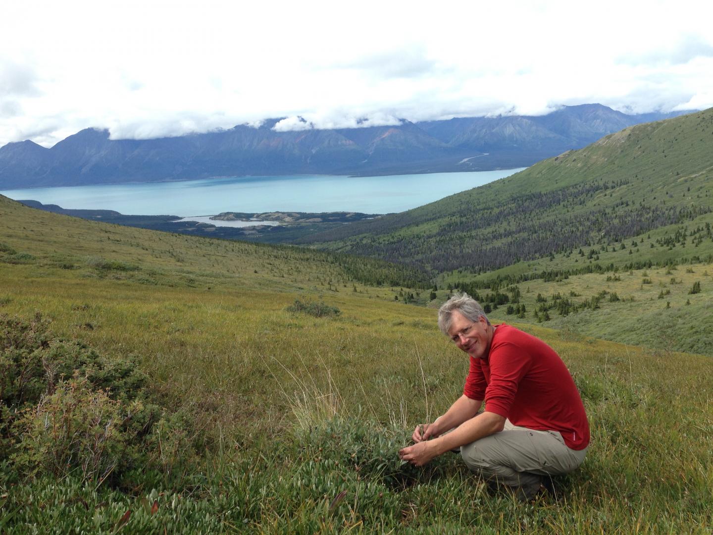 Global Study Finds Taller Plant Species Taking Over as Mountains and the Arctic Warm
