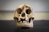 <i>Homo floresiensis</i> 2