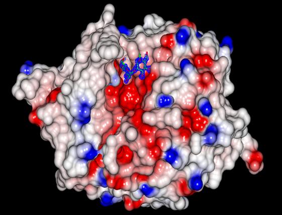 Sugar-Coated Viral Proteins Hijack and Hitch a Ride Out Of Cells