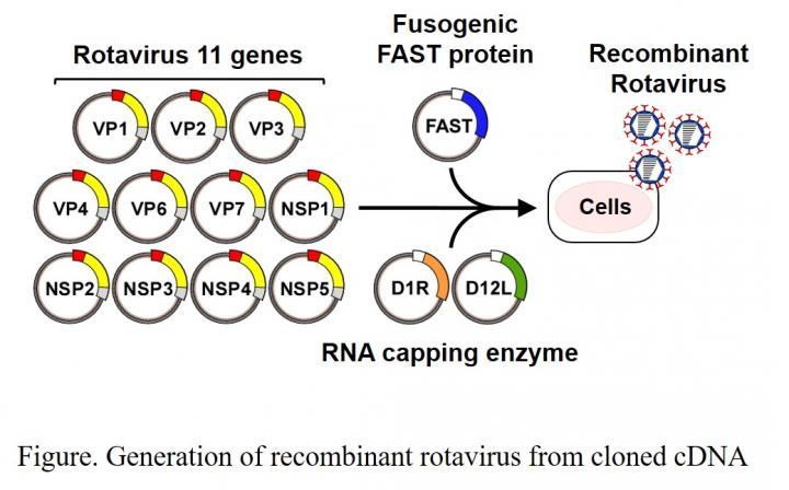 Figure Generation of Recombinant Rotavirus from Cloned cDNA