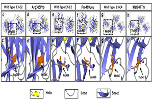 Figure 2. Structural modeling of the wild-type and mutated functional domains of LRP6 protein