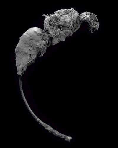 Fossil Wasp: Hymenoptera: Chalcidoidea