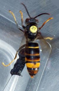 Asian Hornet Tagged