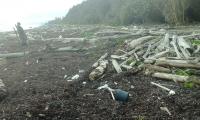 Beach Debris (1 of 2)
