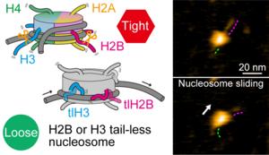 Biochemical tails tell a story