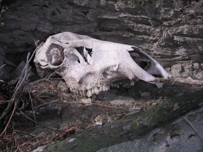Bones of Yellowstone