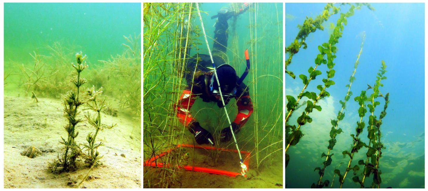 Underwater Plants Can Contribute to a Better Water Quality
