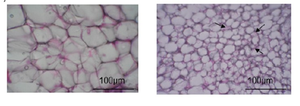 Fat browning with Flavan-3-ols.