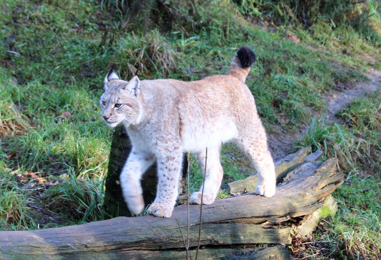 Image of Eurasian Lynx