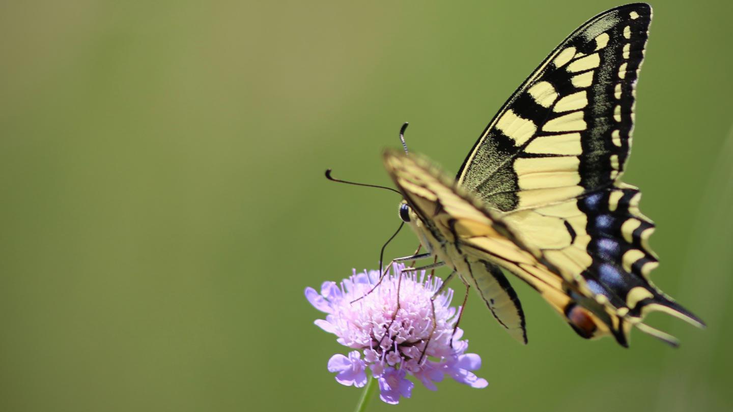 Picture of a swallowtail
