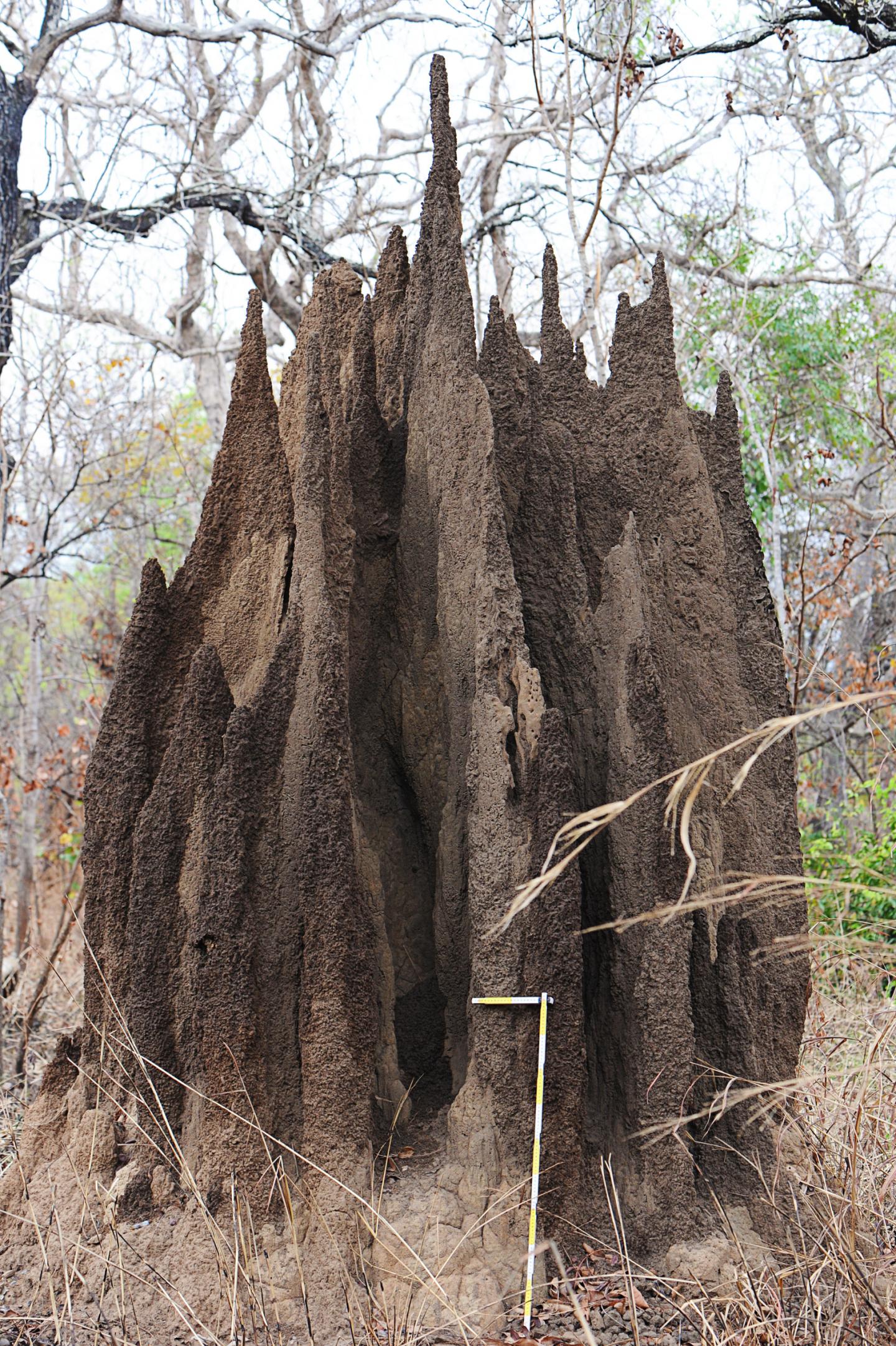 Termite Mound