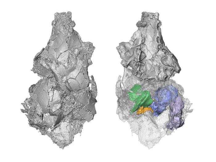 Three-dimensional model of picrodontid skull