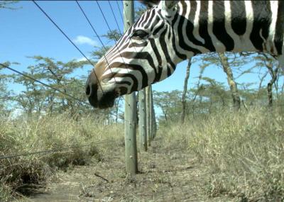 Large Wildlife: Zebra
