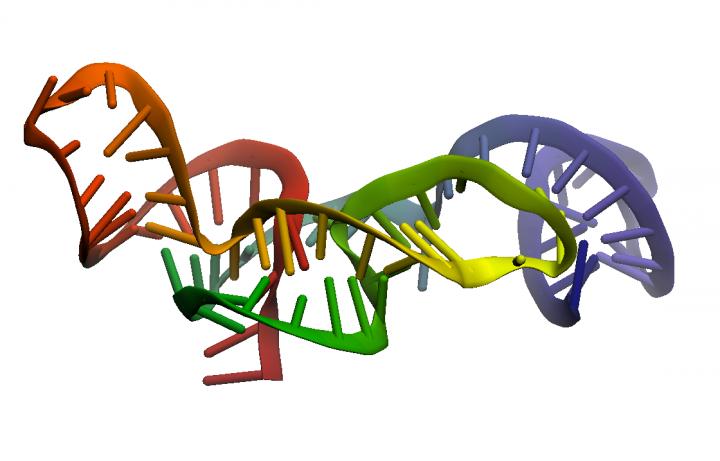 Zika RNA Fragment