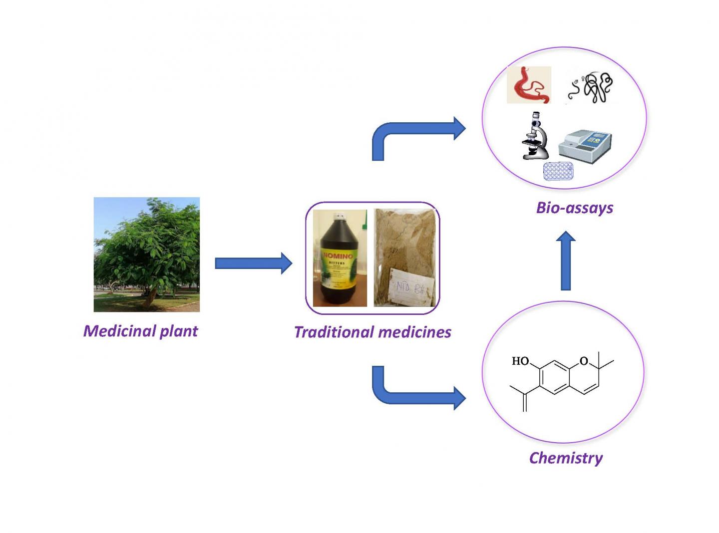 Traditional Ghanaian Medicines Show Promise against Tropical Diseases