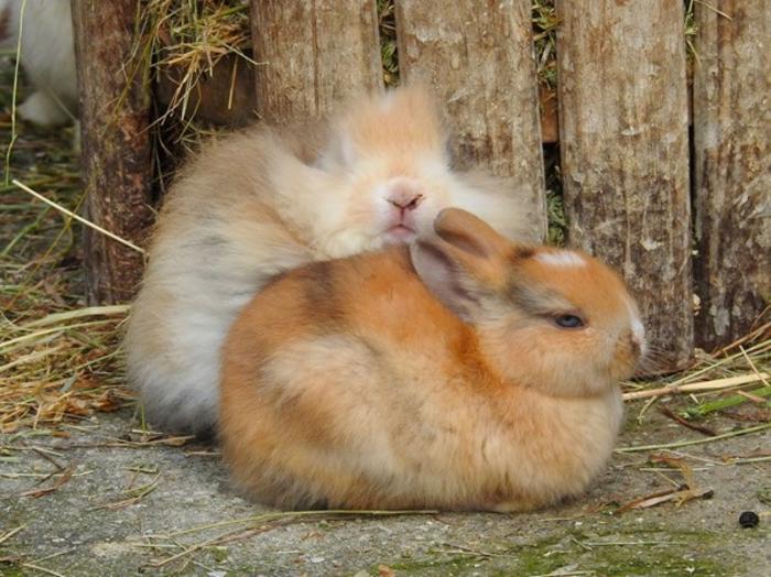 Domestic rabbits, showing morphological and coloration changes derived from domestication.