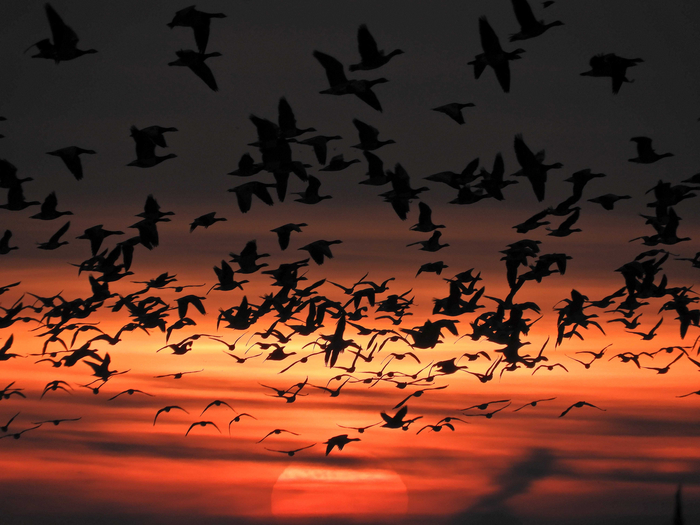 Geese against a sunset sky