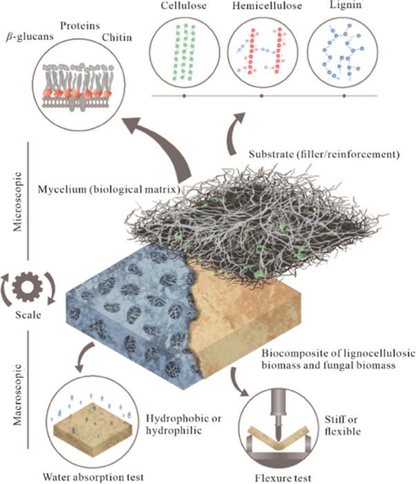 Innovative Mycelium-Based Biocomposites: A Leap Towards Sustainable Materials