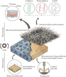 Innovative Mycelium-Based Biocomposites: A Leap Towards Sustainable Materials