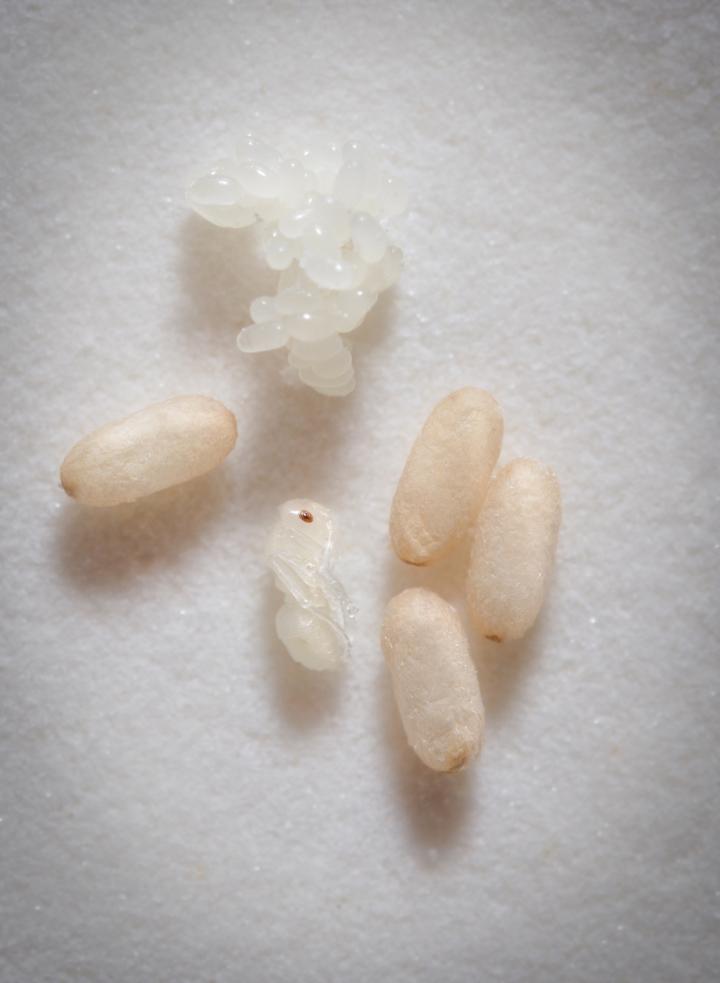 Pupae of the ant <i>Lasius neglectus</i>