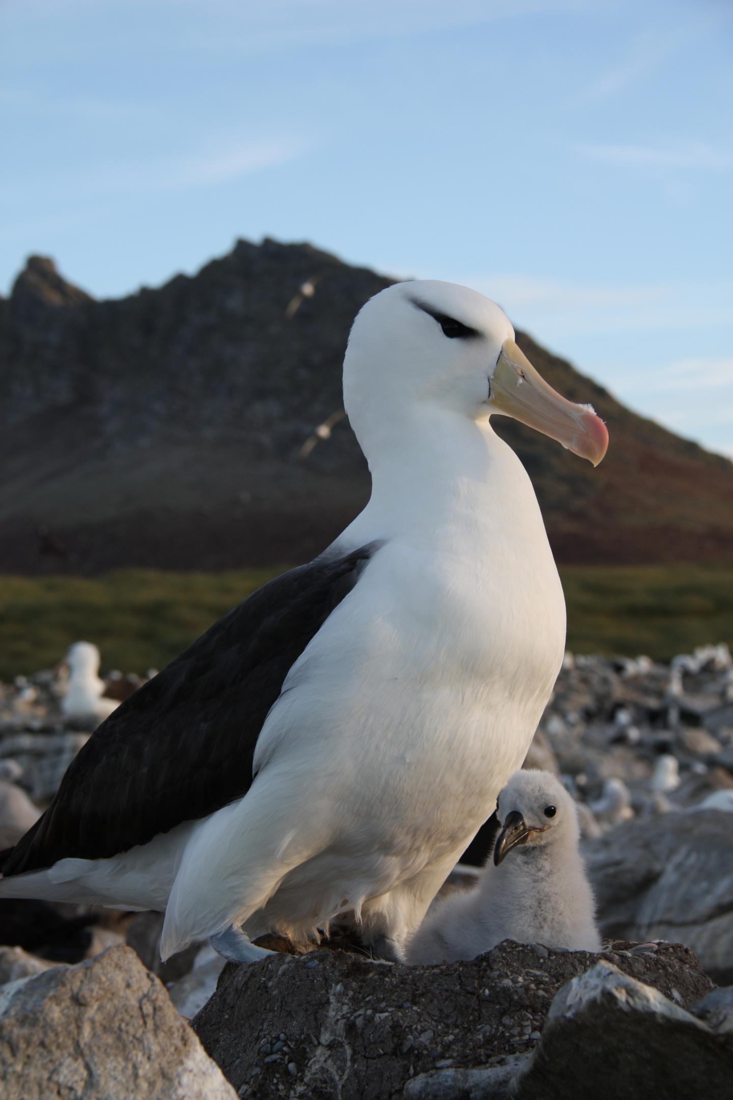 Black Browed Albatross