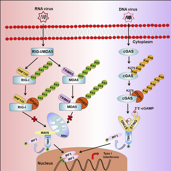 deubiquitinase OTUD3