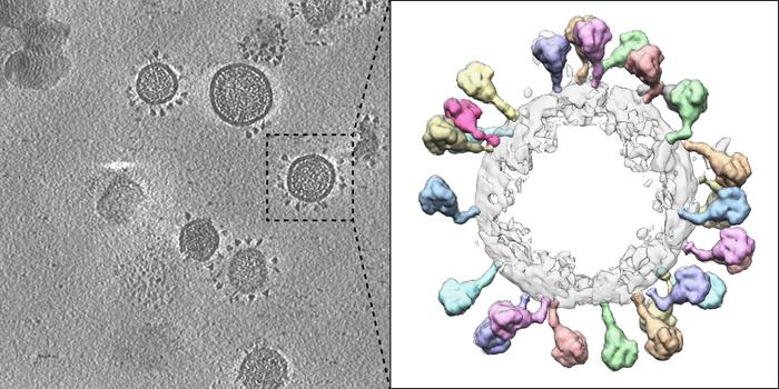 A close-up look reveals key differences between coronavirus particles