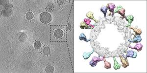 A close-up look reveals key differences between coronavirus particles