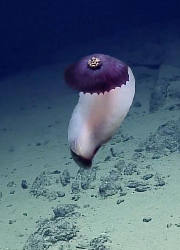 Swimming Purple Sea Cucumber, Reminiscent of a Flying Mary Poppins