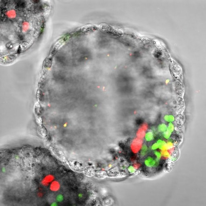 Uncovering hidden mitochondrial mutations in single cells