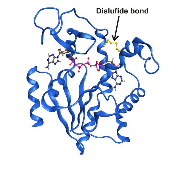 X-Ray Enzyme Structure