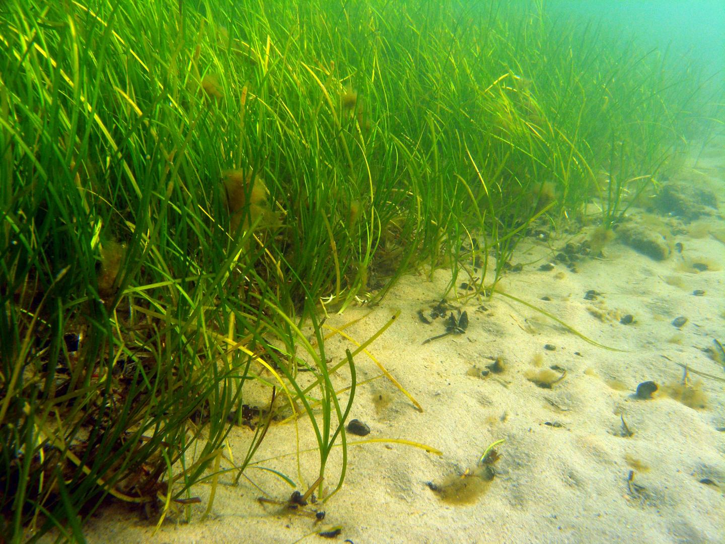 Zostera marina 2 [IMAGE] | EurekAlert! Science News Releases