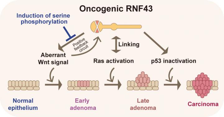 Oncogenic RNF43 and Cancer