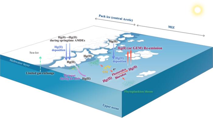 The Marginal Ice Zone as a dominant source region of atmospheric mercury during central Arctic summertime