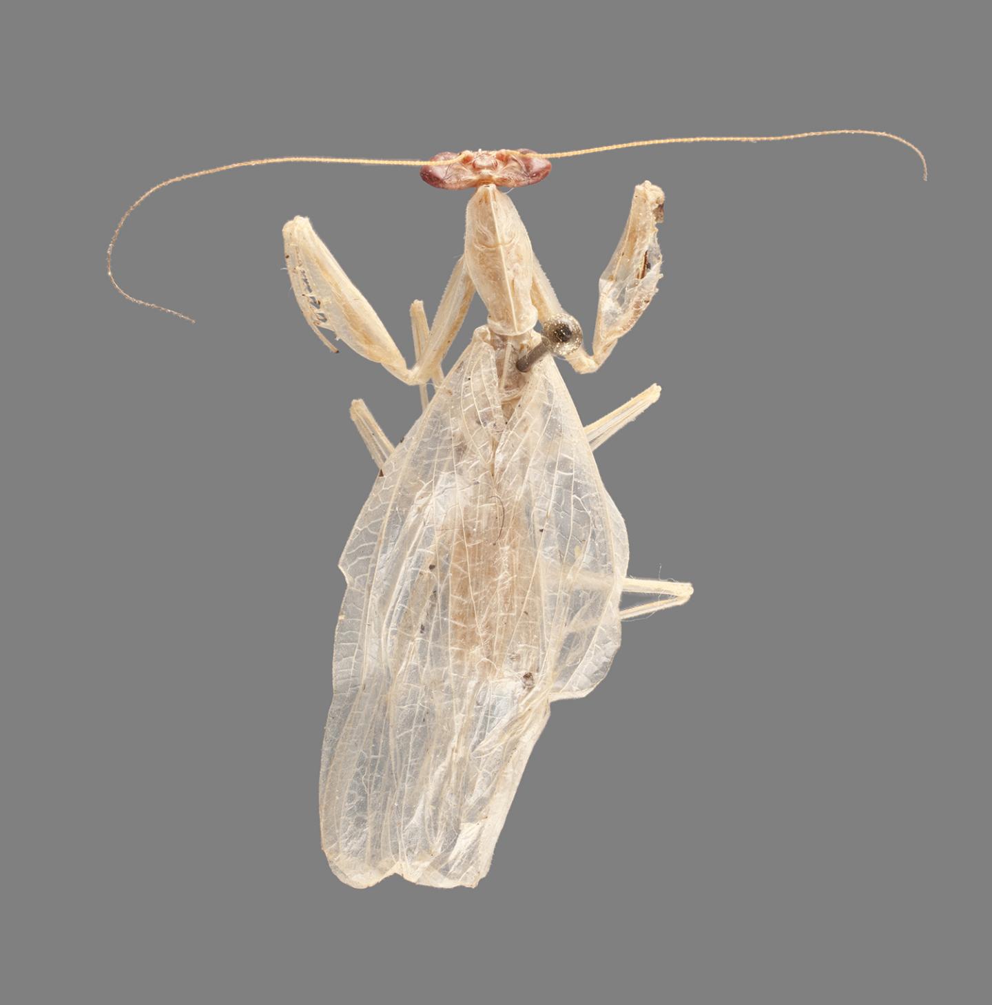 <em>Cornucollis masoalensis</em>