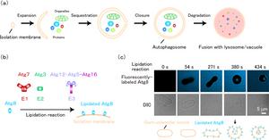 Membrane invagination induced by Atg8-E1-E2-E3