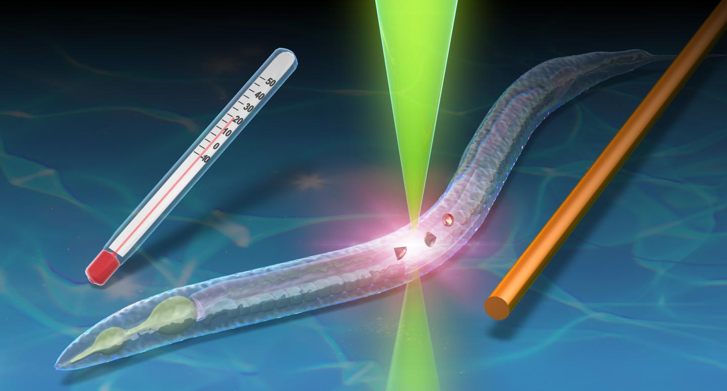 Temperature of C. elegans